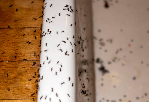 Best Flea Control Services  in Three Lakes, FL