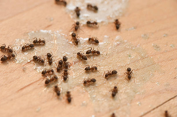 Best Best Pest Control Near Me  in Three Lakes, FL